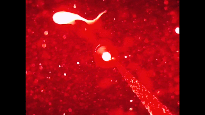 A snailfish swims in front of a red light camera and then seems to drift backwards with its tailed curled up