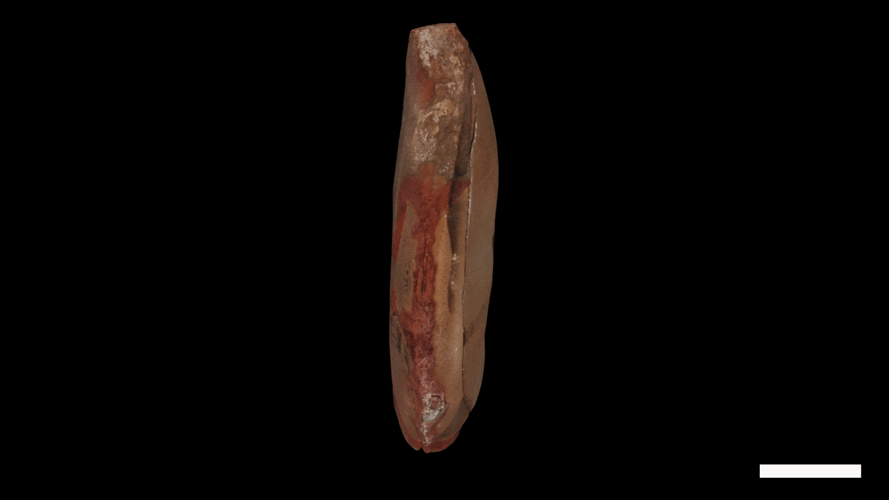 A 3D video of Pohlsepia mazonensis fossil and anatomy.