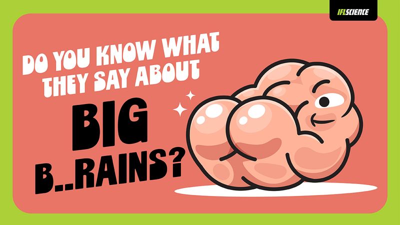 A brains butt