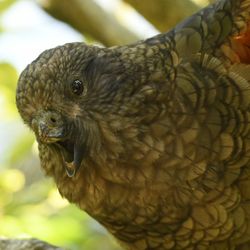 Bruce the kea pears out from a branch 