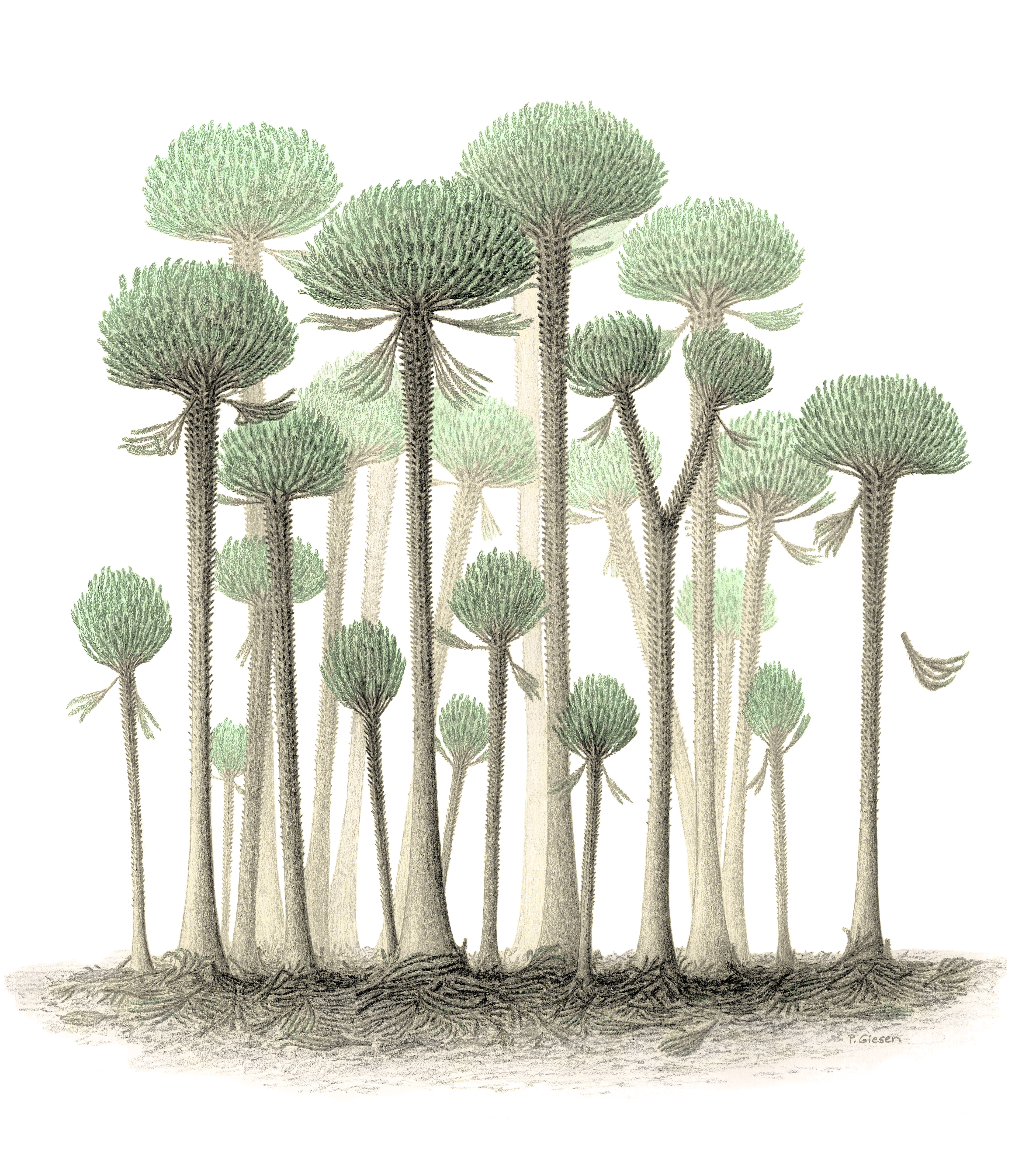 What a forest of Calamophyton trees may have looked like. 