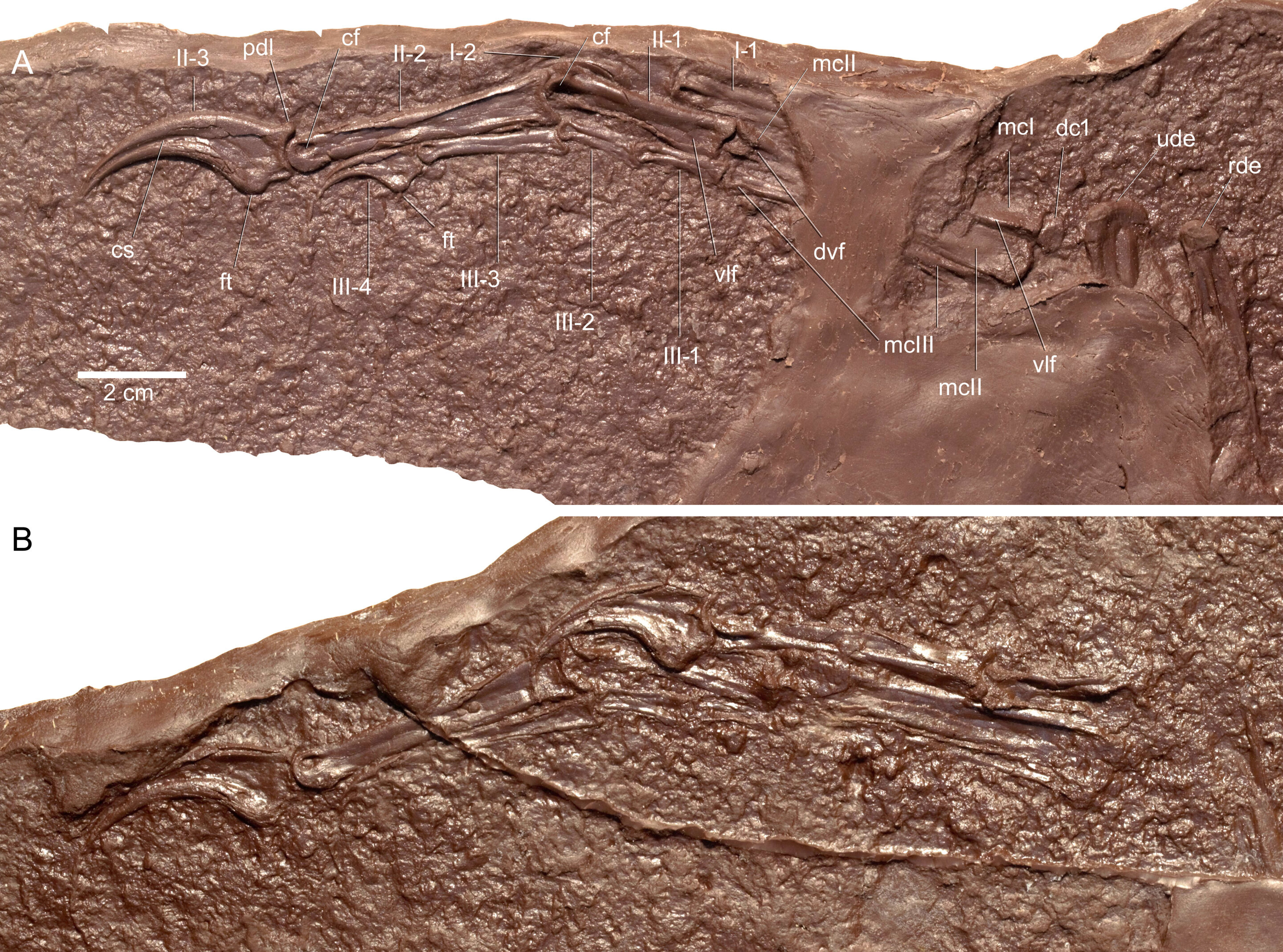 dinosaur claw shown on brown rock