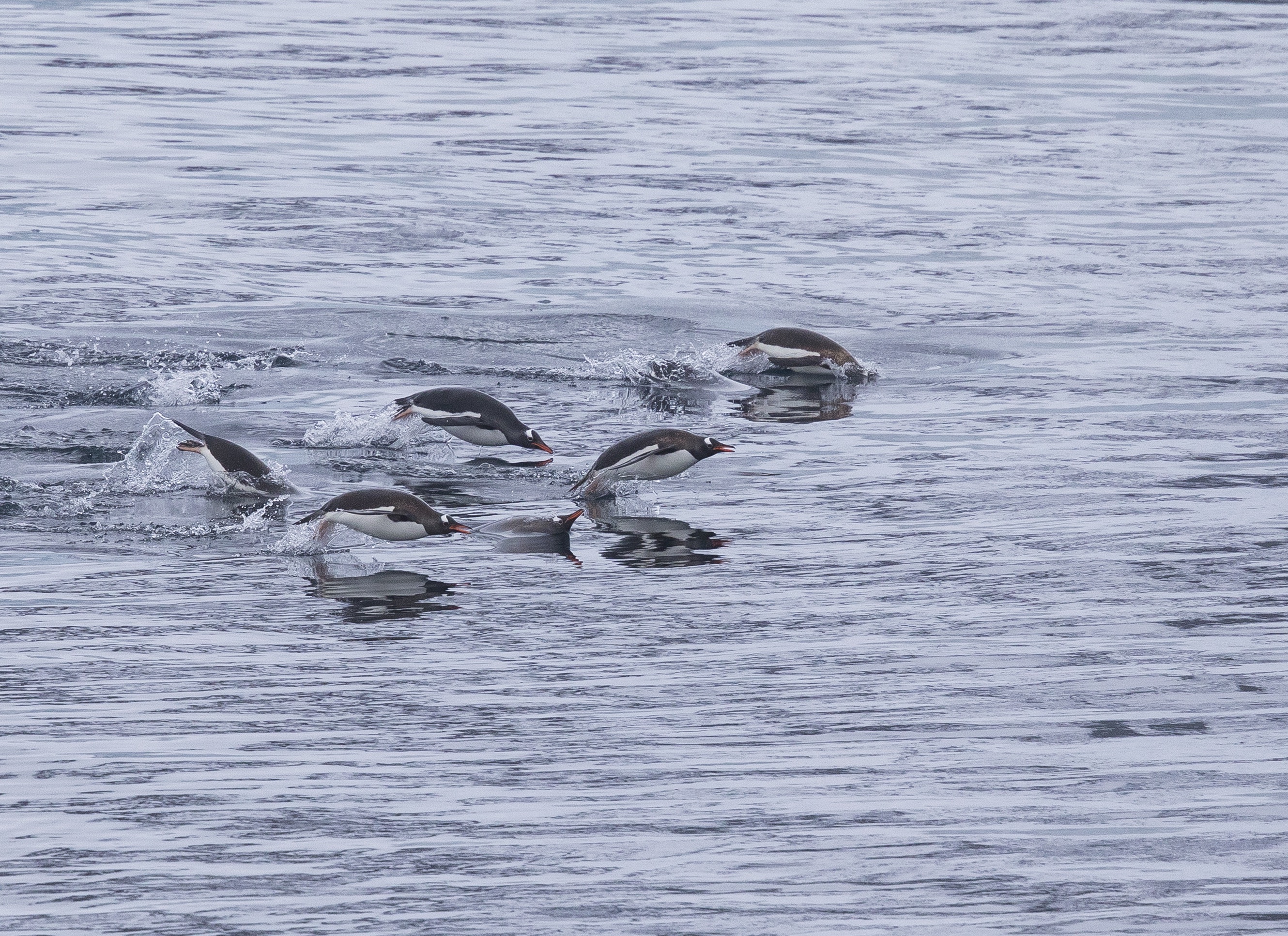 Six gentoos engange in a behavior known as porpoising where they travel buy leaping out of the water