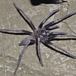 A very large grey tarantula on a rocky background.