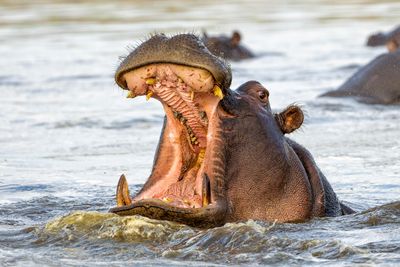 A photo showing a hippo raising its head out of the water. It's mouth is completely open, revealing its spear-like tusks. There are a few other hippos visible in the background but they are mostly submerged and blurry.