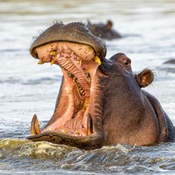 A photo showing a hippo raising its head out of the water. It's mouth is completely open, revealing its spear-like tusks. There are a few other hippos visible in the background but they are mostly submerged and blurry.