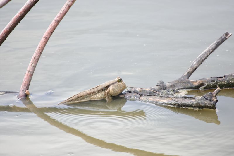 A small mudskipper sitter on a branch, just above the murky water. The fish has a large head and a long body with two little fins that are supporting it like front legs.