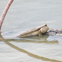 A small mudskipper sitter on a branch, just above the murky water. The fish has a large head and a long body with two little fins that are supporting it like front legs.