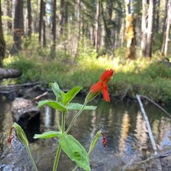 Scarlet monkeyflower plant by stream habitat Credit Seema Sheth
