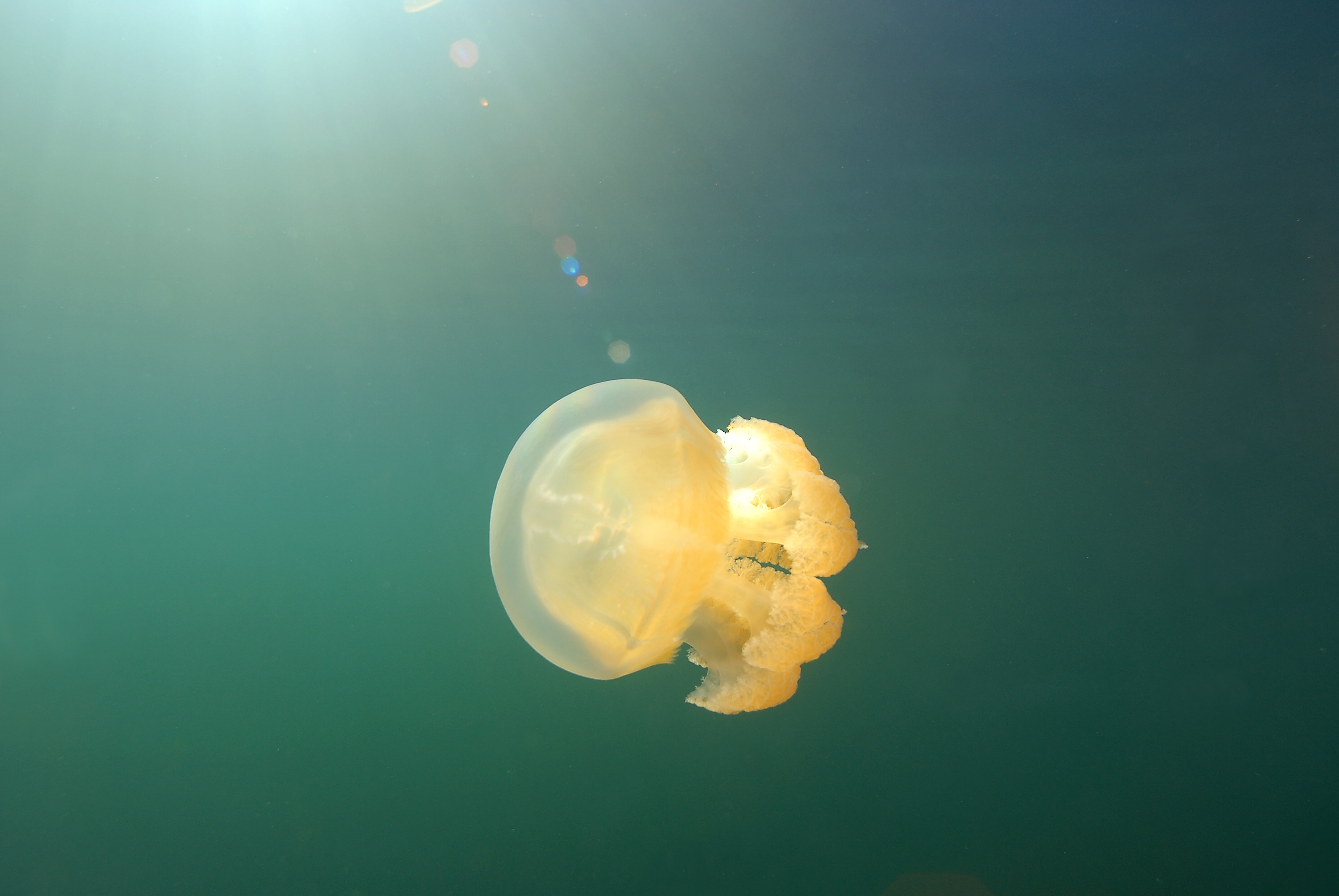 close up of a single golden jellyfish underwater