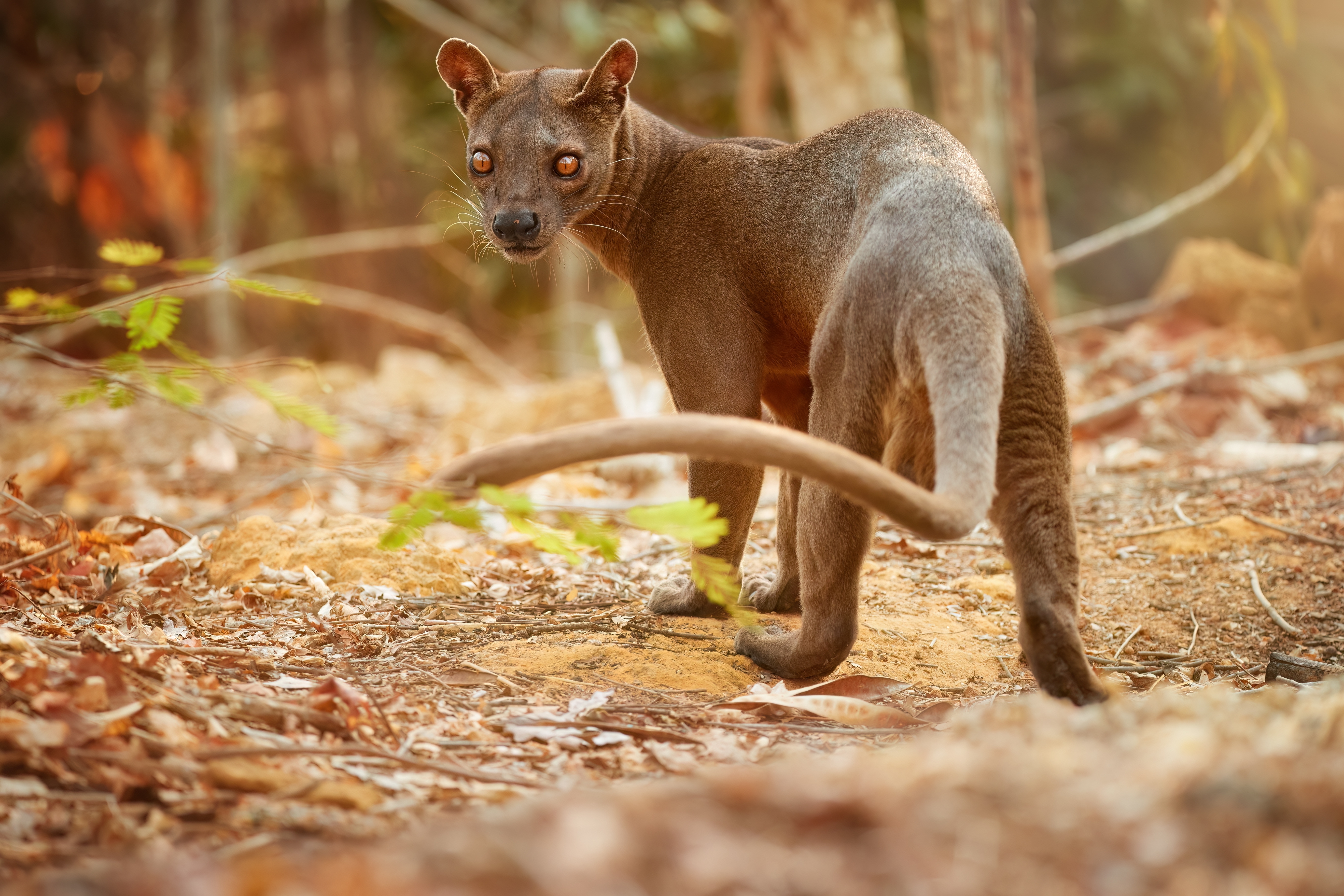 full-body view of a fossa, a cat-like animal, walking in a woodland habitat full-body view of a fossa, a cat-like animal, walking in a woodland habitat