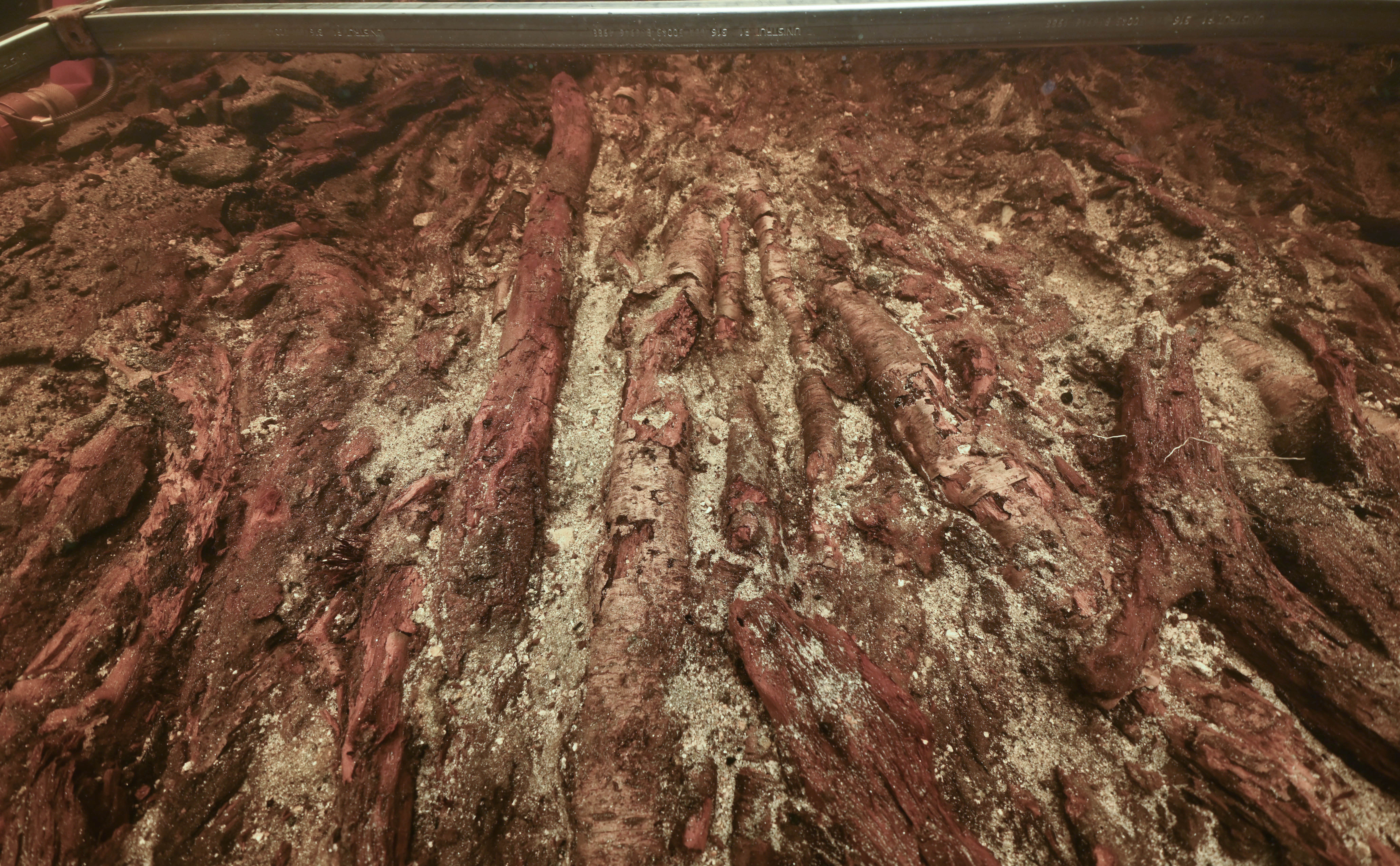 A photo of the crannog's timber platforms underwater. The timber logs have a reddish-pink hew to them and they're all lined up interspersed with sediment. A photo of the crannog's timber platforms underwater. The timber logs have a reddish-pink hew to them and they're all lined up interspersed with sediment.