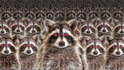 An image showing rows of racoons with red eyes lined up like a legion. 