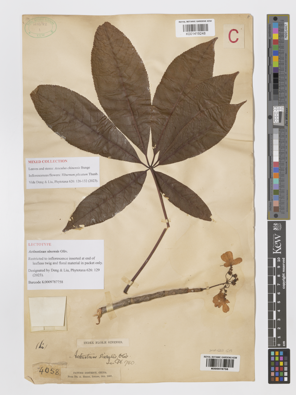 Scan of a plant specimen that has the flowers of a Virbunum plant inserted into the branches of an Aesculus