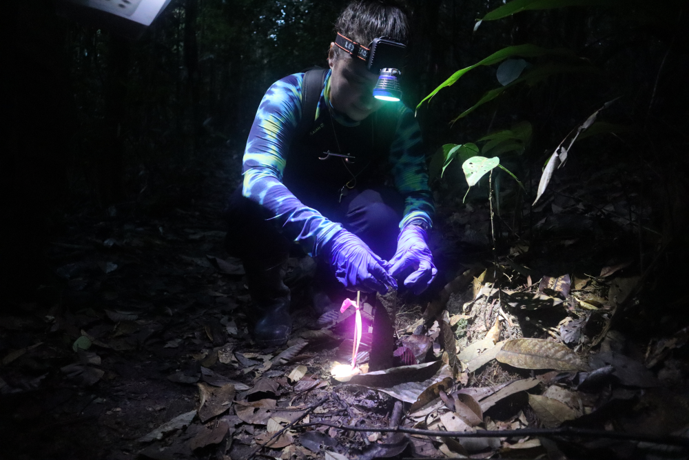 a scientist applying a condom to a cicada tower at night