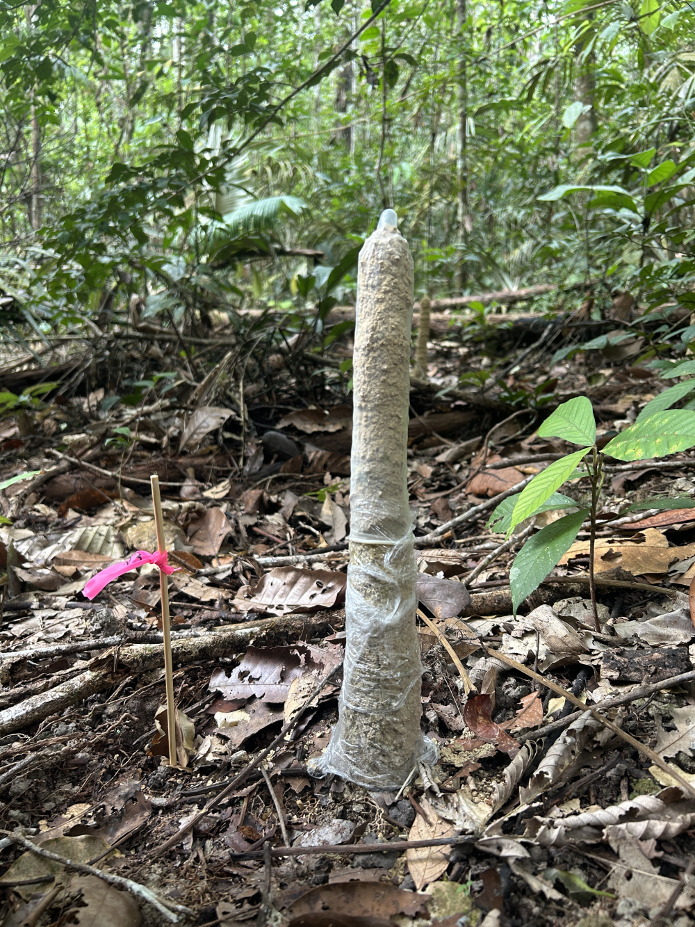 a cicada tower sticking out of the forest floor with a condom over the top