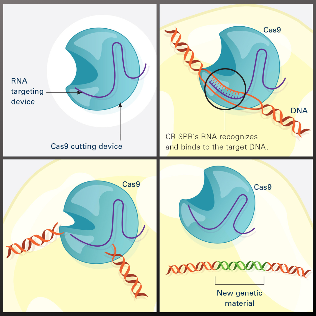 This illustration shows, in simplified terms, how the CRISPR-Cas9 system can be used as a gene-editing tool.  Frame 1 shows the two components of the CRISPR system: a strong cutting device (an enzyme called Cas9 that can cut through a double strand of DNA), and a finely tuned targeting device (a small strand of RNA programmed to look for a specific DNA sequence).  In frame 2, the CRISPR machine locates the target DNA sequence once inserted into a cell.  In frame 3, the Cas9 enzyme cuts both strands of the DNA.  Frame 4 shows a repaired DNA strand with new genetic material that researchers can introduce, which the cell automatically incorporates into the gap when it repairs the broken DNA.