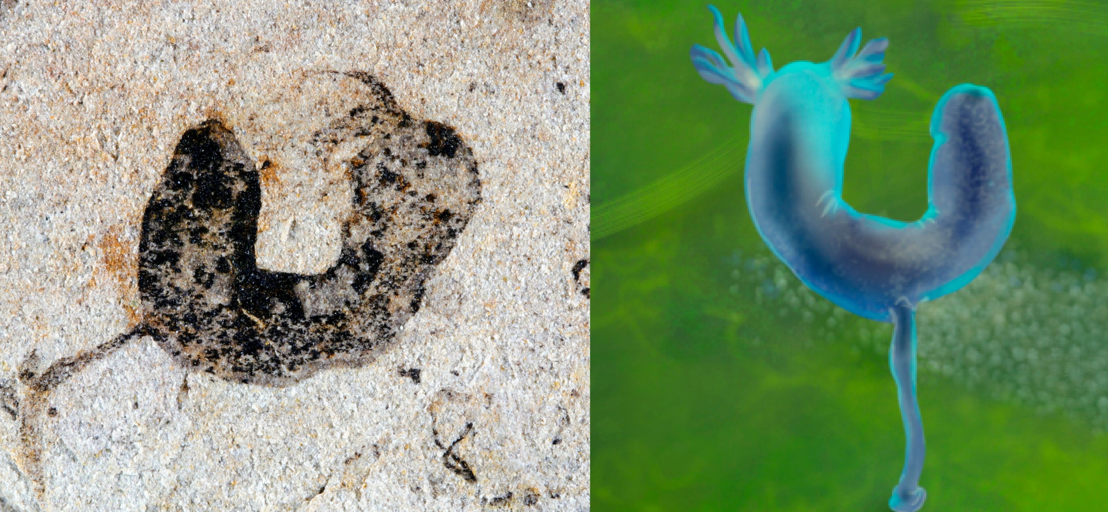 A A deuterostome cambroernid fossil from the Jiangchuan Biota (~554-539 million years old) with an artist’s  reconstruction of how it looked scale bar: 2mm
