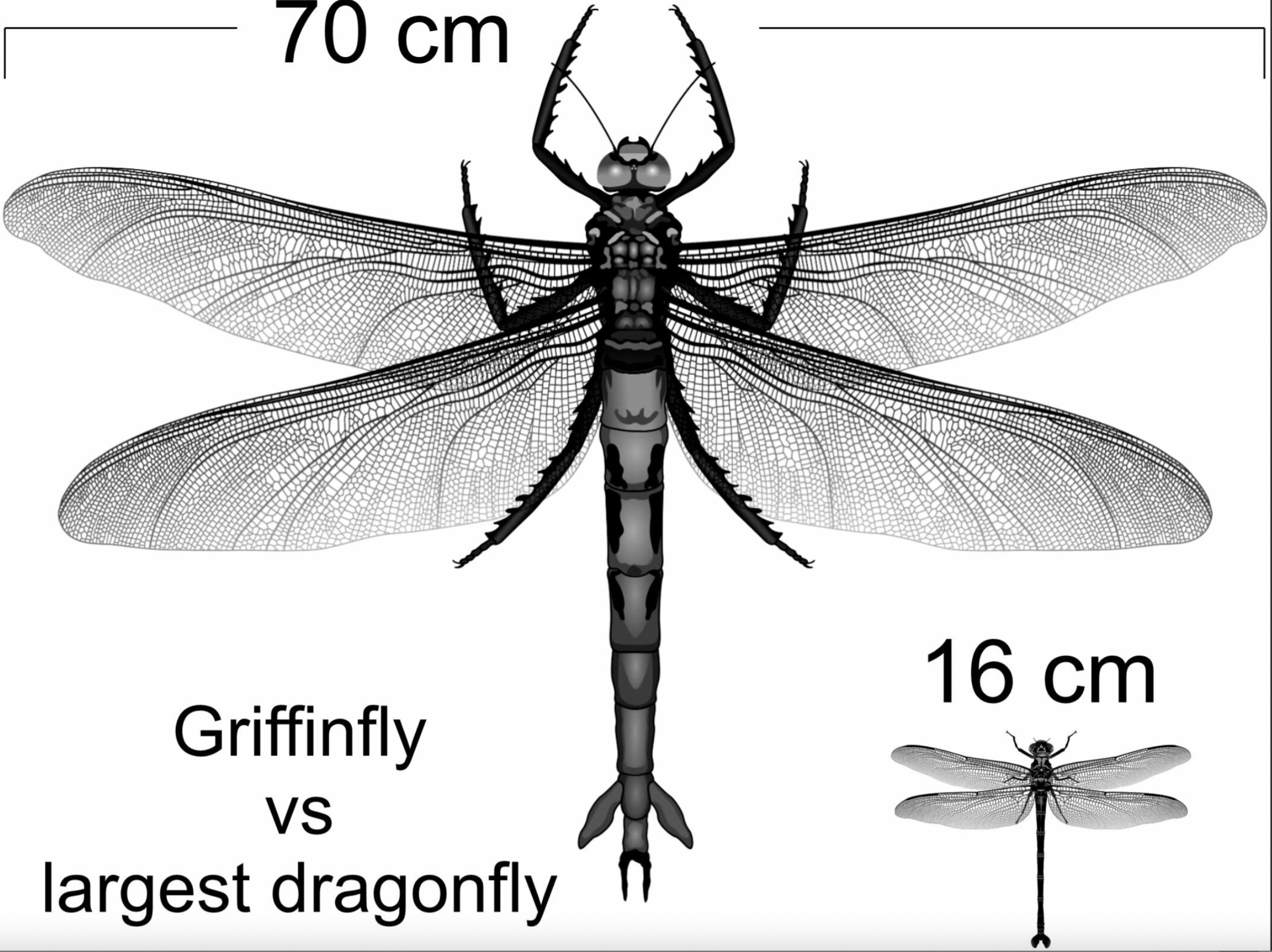 A comparison of the largest griffinfly recorded in the fossil record, and the biggest modern dragonfly, the giant petaltail
