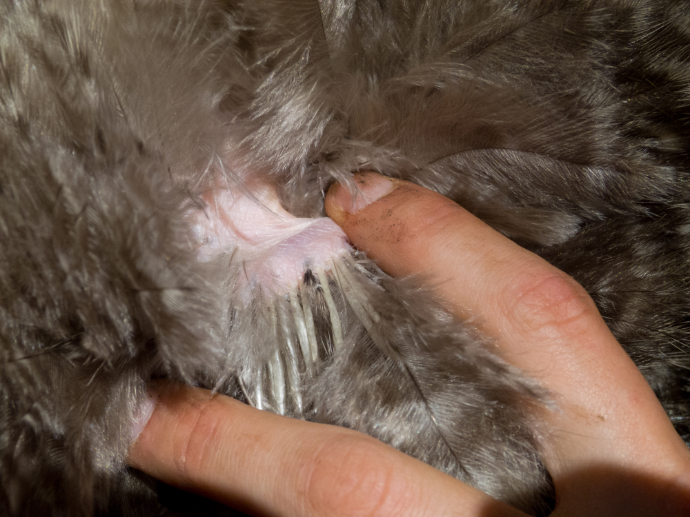 the vestigial kiwi wing is a tiny nubbin with a few feathers on it