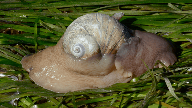 a lewis' moon snail expanded out of its shell on some grass