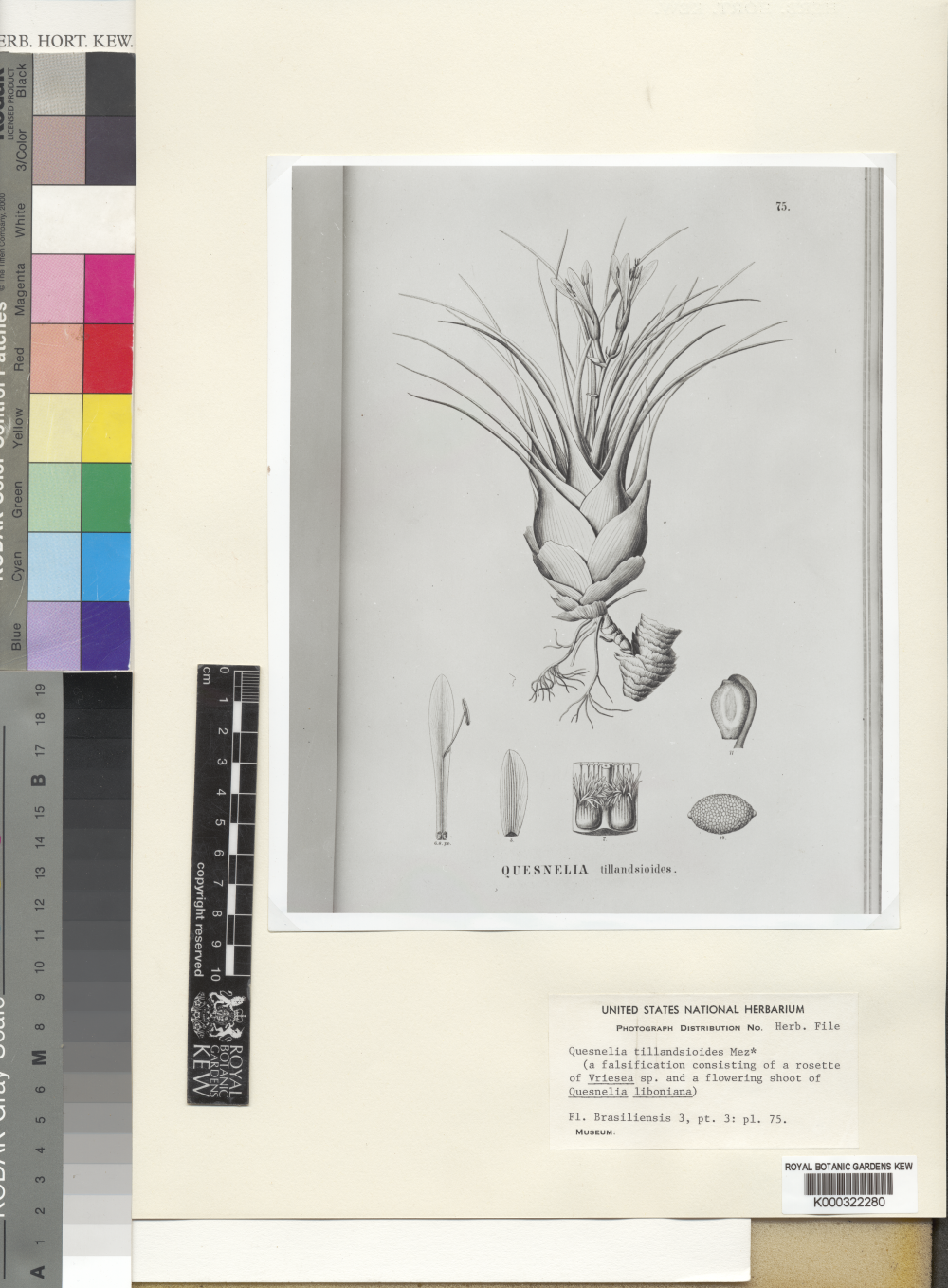 illustration of the composite fake plant Quesnelia tillandsioides
