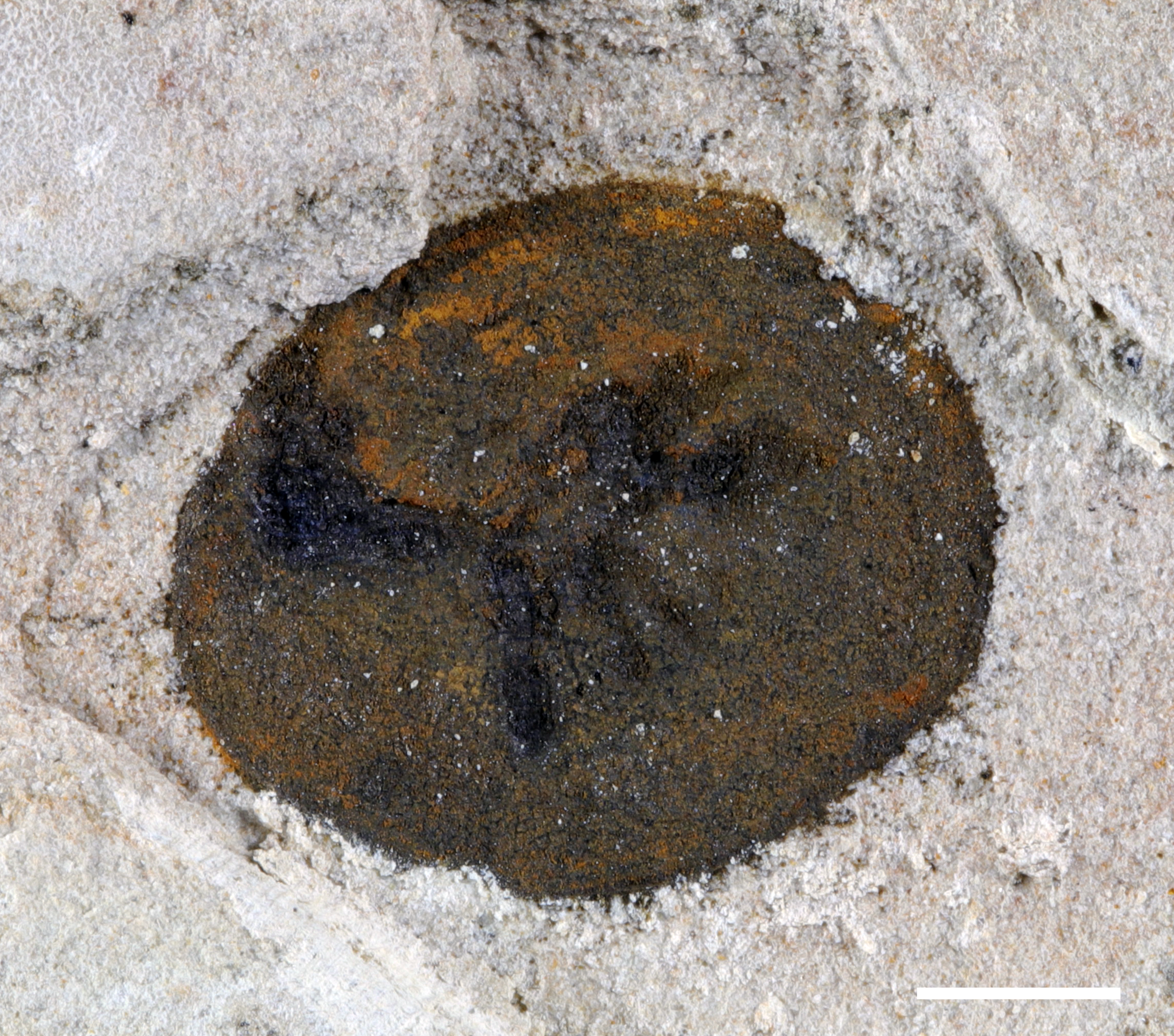 Radialomorphs look much more like the already-known Ediacaran fossils than many of the others found at Jiangchuan