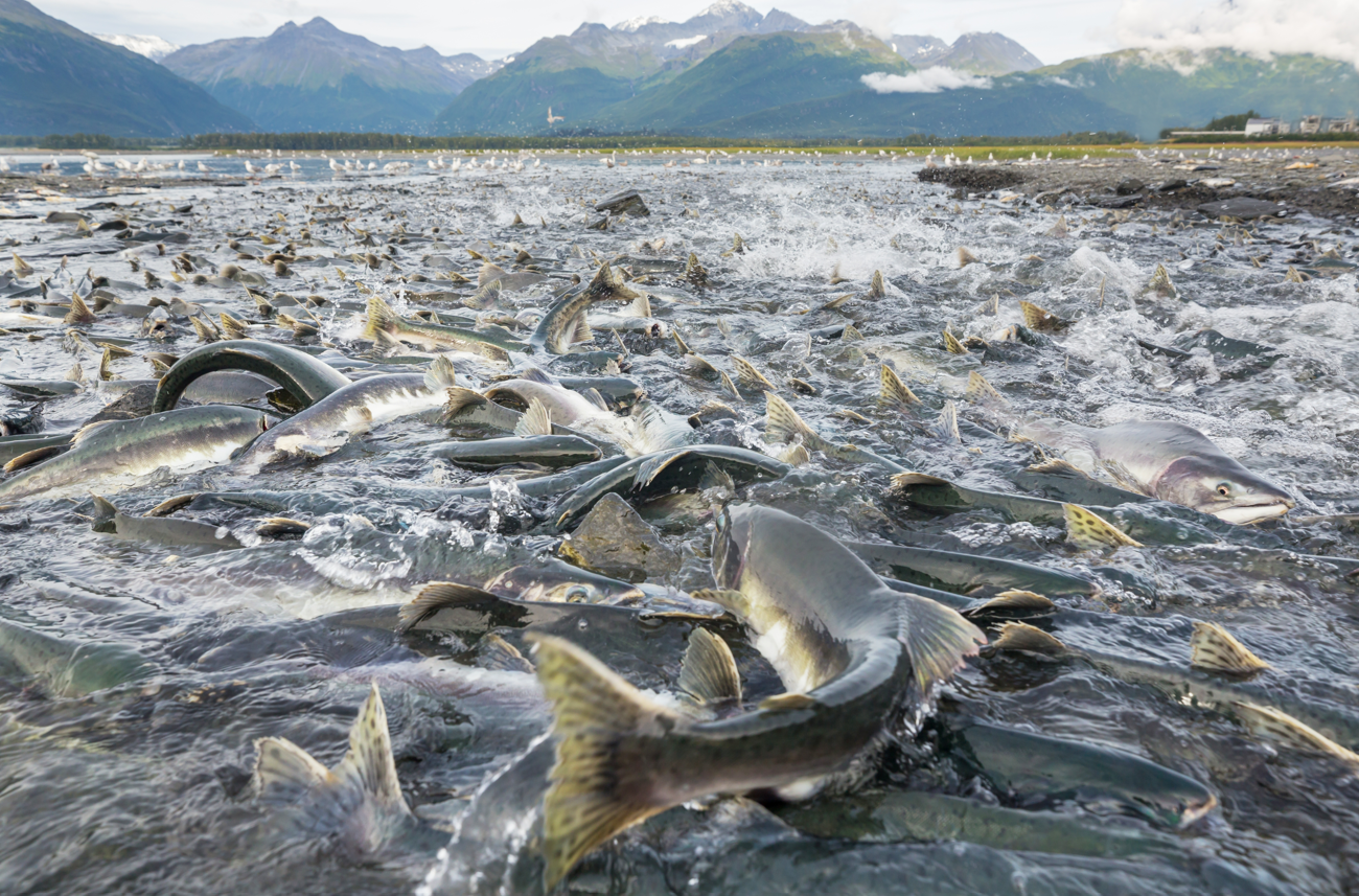  A mass spawning of Salmon in an Alaskan river.