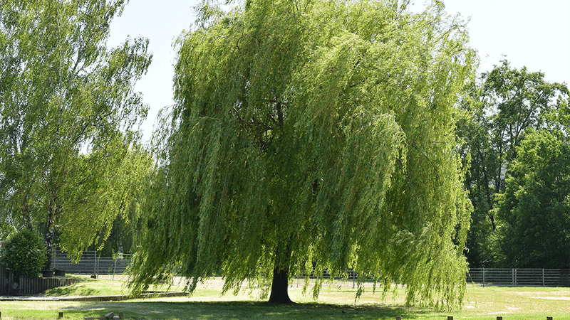 A willow tree in a park.